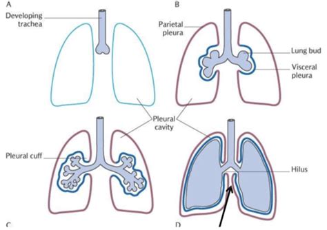 Lungs And Pleurae Flashcards Quizlet