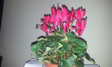 We did not find results for: Hi There, Im Trying To Identify This Flower. They Bloom ...