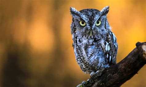 Are Owls Nocturnal Or Diurnal Their Sleep Behavior Explained A Z Animals