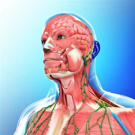Serious games to learn anatomy. Male Head And Chest Anatomy Photograph by Pixologicstudio/science Photo Library