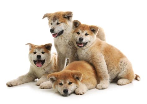 225 Cute Akita Inu Puppies Isolated White Stock Photos Free And Royalty