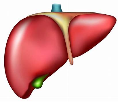 Clipart Liver Cirrhosis Transparent Human Organ Drawing