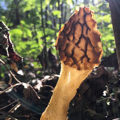 Morning sentinel. : r/mycology