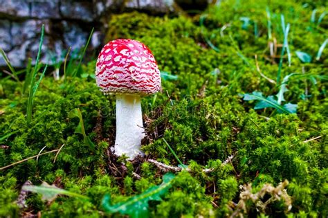 Bright Red Fly Agaric Mushroom With White Dots Growing In Green Moss