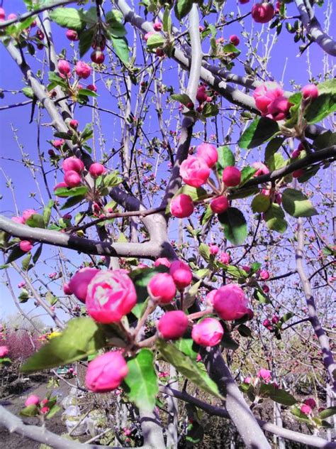 Flowering Trees | Flowering Trees for Sale in Colorado | Happy Trees ...