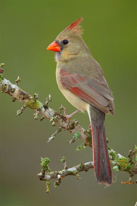 Female Cardinal Bird Molirewards