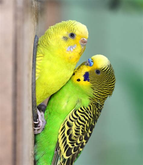 Everything You Need To Know About The Female Parakeet Bird Lover
