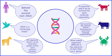 How Is Dna Evidence Used To Show Evolutionary Relationships Haylee