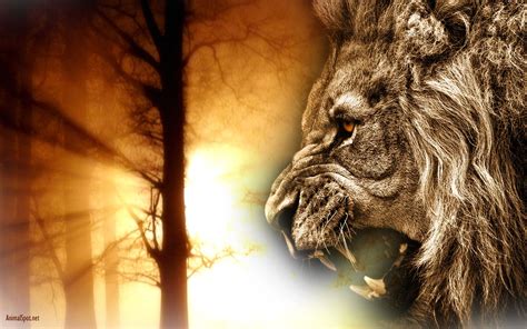 Scary Lions Wallpapers Wallpaper Cave