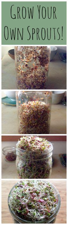Three Pictures Showing Different Types Of Sprouts In Glass Jars With