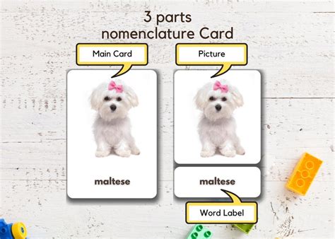 Dog Breeds Flashcards Printable Montessori Cards Etsy Australia