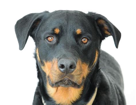 Lab Rottweiler German Shepherd Mix