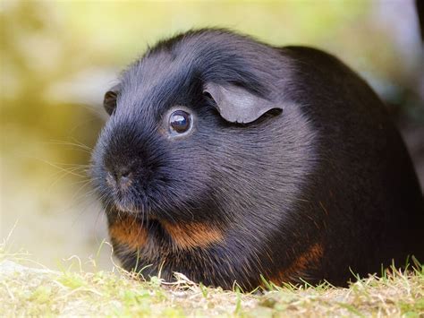 20 Amazing Facts About Guinea Pigs Uk Pets