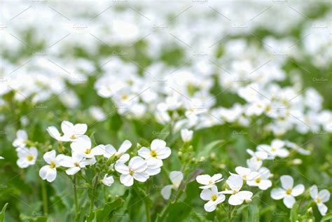 Field Of White Flowers Containing Flower White And Field Nature