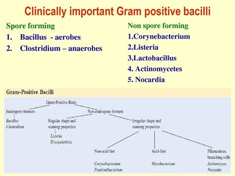 Solution Gram Positive Bacilli Presentation Studypool