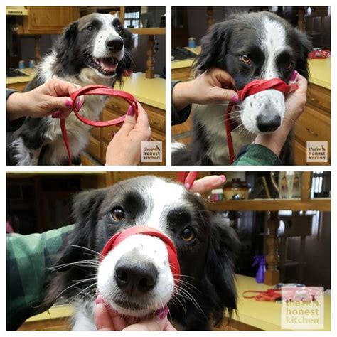 1000 x 1000 jpeg 168 кб. 6 DIY Dog Muzzles: Make Your Own Muzzle!