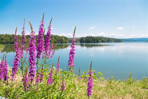 Purple Flower And Lake View Stock Photo Download Image Now Istock