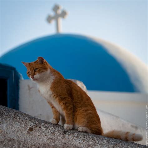 Orthodox Cat By Evgeny Eremeev Via 500px Cats Cute Cats Animals
