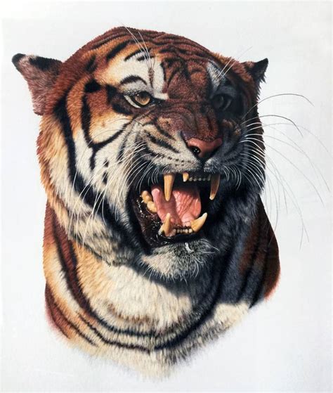 Bengal Tiger Drawing Tiger Drawing Drawings Bengal Tiger Images