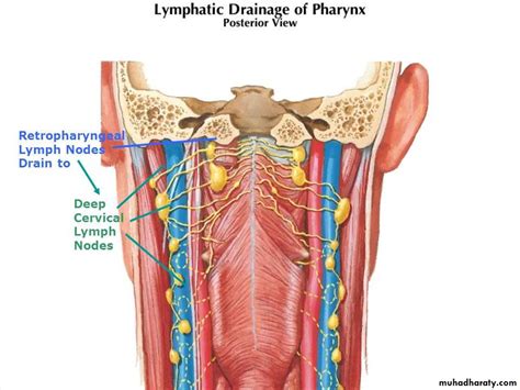 Lymph Nodes Pptx داحمد اورخان Muhadharaty