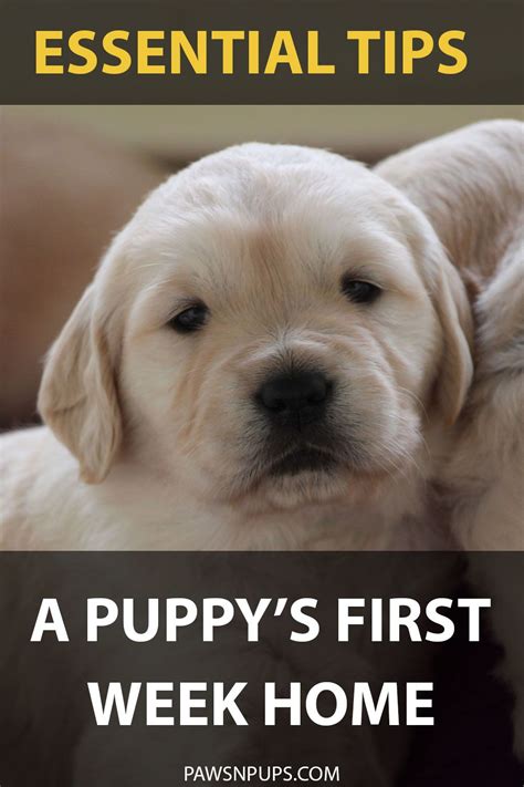 Your First Week With A New Puppy Is Exciting But It Can Also Be
