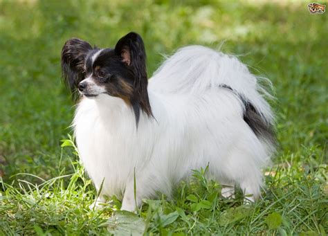 Convicted murderer henri charriere (steve mcqueen), known as papillon for his butterfly chest tattoo, is transported to french guiana to serve his sentence in a work camp. Papillon Dog Breed | Facts, Highlights & Buying Advice | Pets4Homes