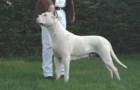 Energetic outdoors yet calm indoors. 10 Things to Know Before Judging the Dogo Argentino | Modern Molosser