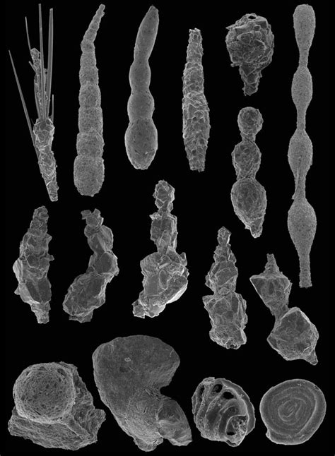 Sem Images Of Benthic Foraminifera From Pine Island Bay 1