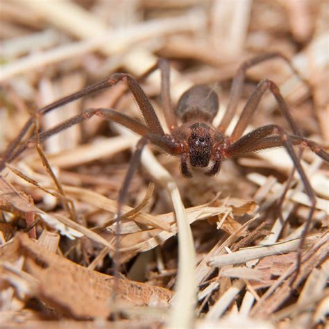 Five Things You Didnt Know About The Brown Recluse Spider