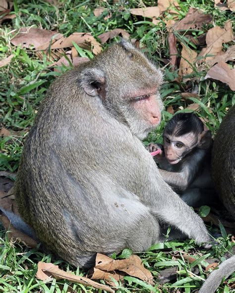 Cambodian Monkeys Photograph By Michael Riley Pixels