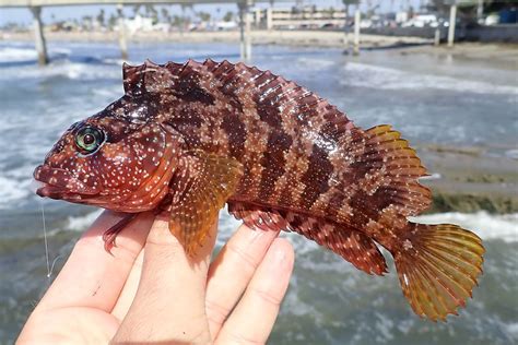 Southern California Microfishing And Non Micro Fishing Page 2