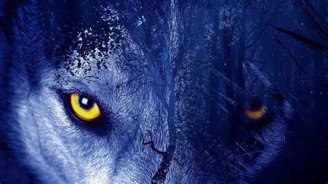 Wolf Eyes Wallpapers Wallpaper Cave