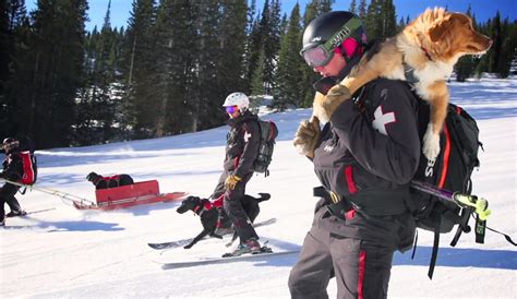 This Video Of Ski Patrol Dogs Will Make You The Happiest The Inertia