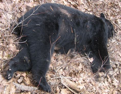 Poached Black Bear Carcass Dumped In State Forest