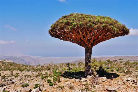 Socotra Island An Epic Journey To An Enchanted Land