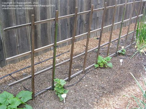 Be sure the trellis, teepee, fence or whatever is in place before you seed. Vegetable Gardening: Pole Bean and Cucumber Support Ideas ...