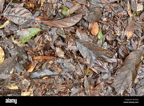 Forest Floor In A Tropical Rainforest Sowing Leaf Litter And Decaying