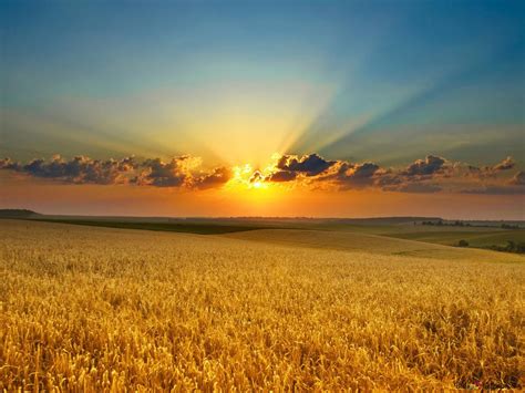 Wheat Field In Sunset Hd Wallpaper Download