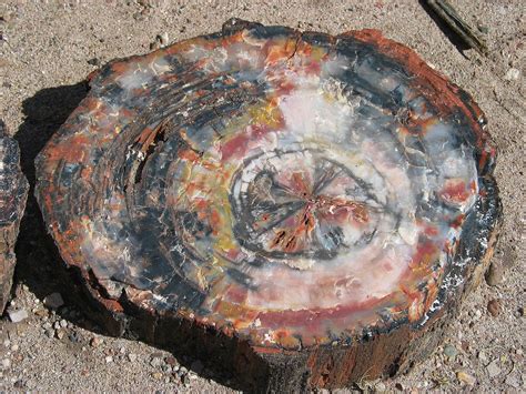 Petrified Wood Petrified Forest National Park Fossils