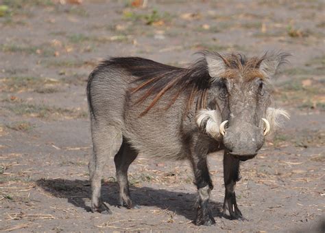 Phacochoerus Africanus Warthog Or Common Warthog Or Afri Flickr