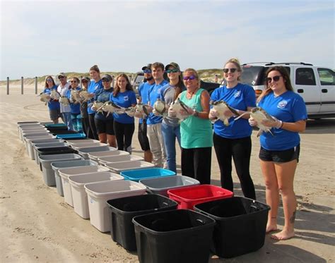 Cold Stunned Sea Turtles Padre Island National Seashore Us National Park Service