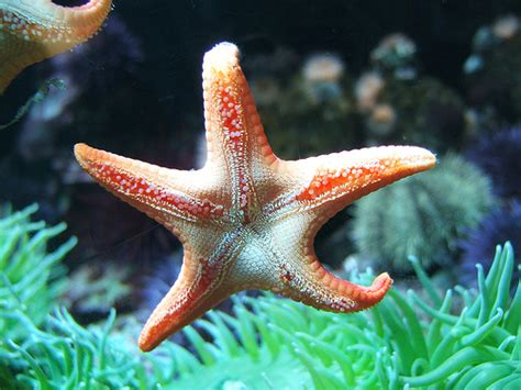 Starfish True Wildlife Creatures