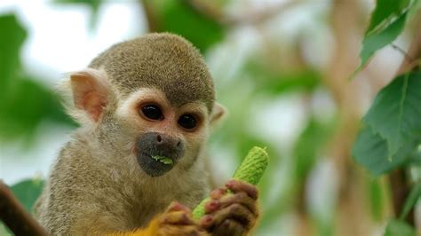 Petition · Make it legal to own a Monkey or Lemurs in the state of New