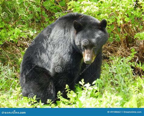 Beautiful Black Bear Stock Photo Image 49108662