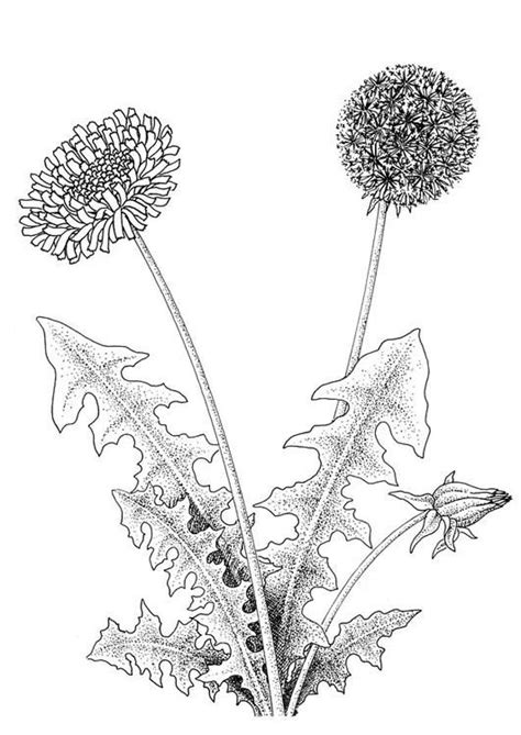 Diese art von malen nach zahlen macht sehr viel spass. Coloring page dandelion - coloring picture dandelion. Free ...