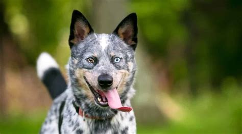 Australian Cattle Dog Blue Heeler Breed Info Facts Traits And More