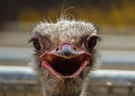Ostrich Funny Images Ostrich Ostriches Funny Birds Faces Bodegawasuon