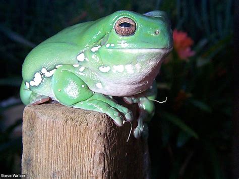 Litoria Caerulea Green Tree Frog Species Details Frogwatch Sa