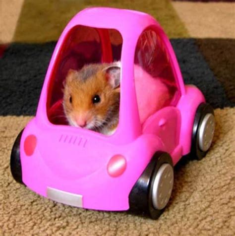 How To Travel With A Hamster Pethelpful