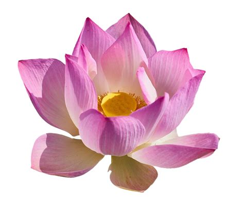 Lotus Flower Png Free Download Png All Png All